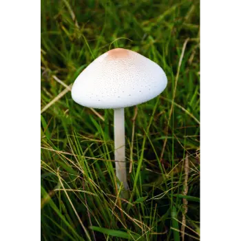 mushroom (19)-1474933-88728.webp